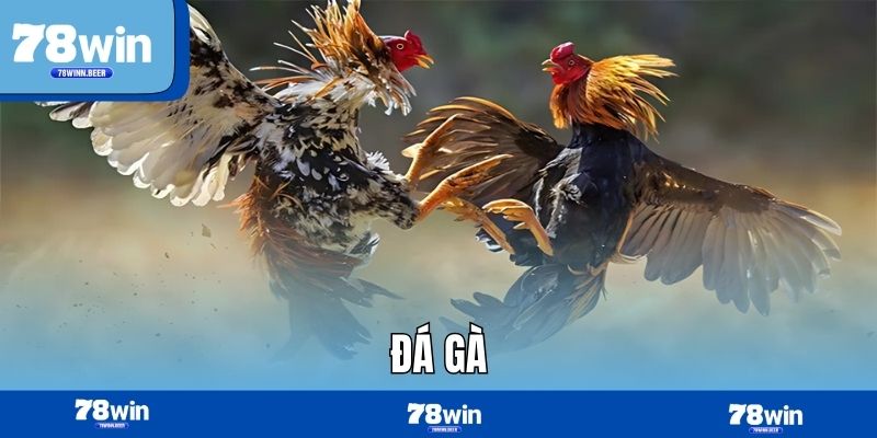 Đá gà